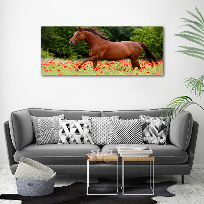 Schilderij op acrylglas Een paard in een veld vol klaprozen