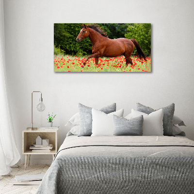 Schilderij op acrylglas Een paard in een veld vol klaprozen