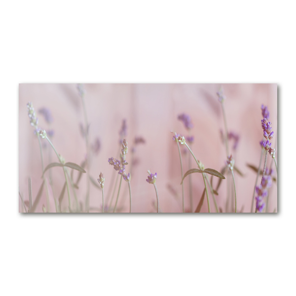 Foto plexiglas Lavendel