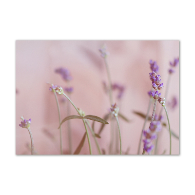 Foto plexiglas Lavendel