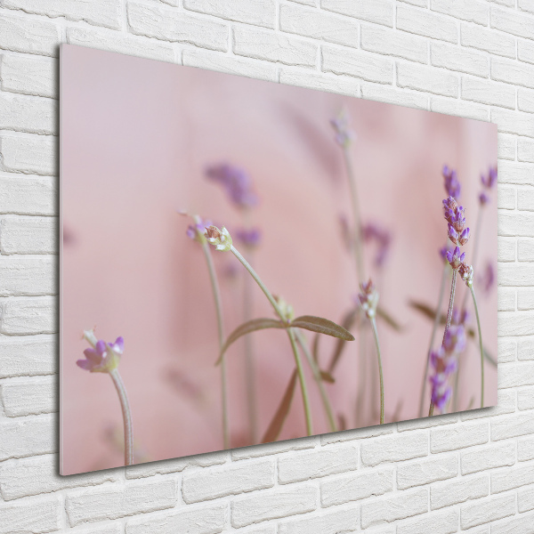 Foto plexiglas Lavendel