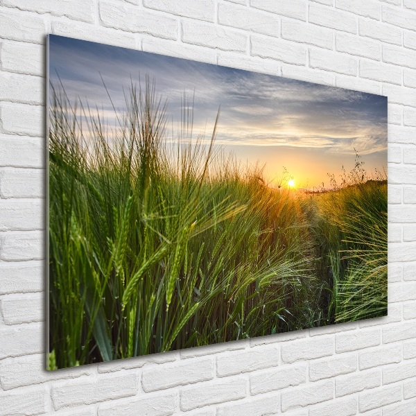 Plexiglas schilderij Tarweveld