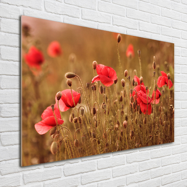 Foto op plexiglas klaprozen drieluik