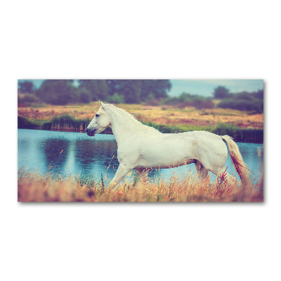 Plexiglas foto Wit Paardenmeer