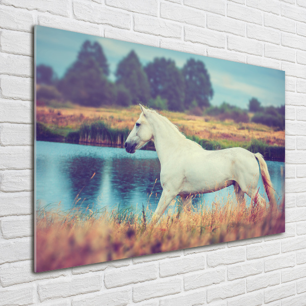 Plexiglas foto Wit Paardenmeer