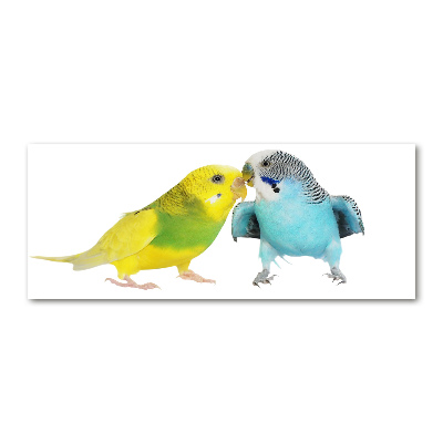 Foto in plexiglas Parkieten