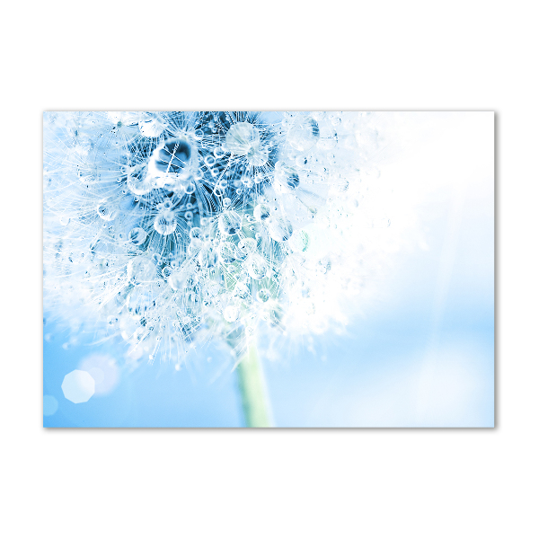 Plexiglas foto Paardebloem