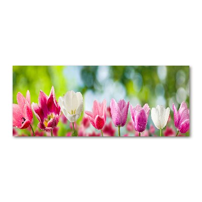 Foto op plexiglas Tulpen