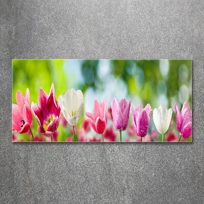Foto op plexiglas Tulpen