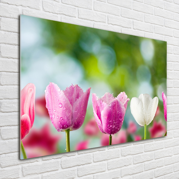 Foto op plexiglas Tulpen