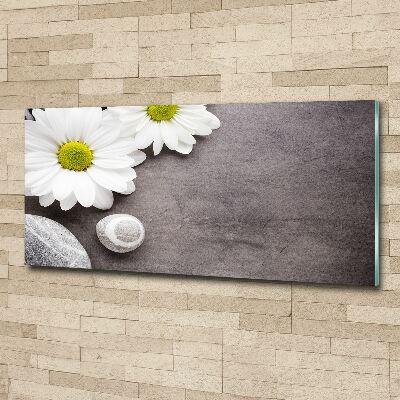 Foto plexiglas Gerbera