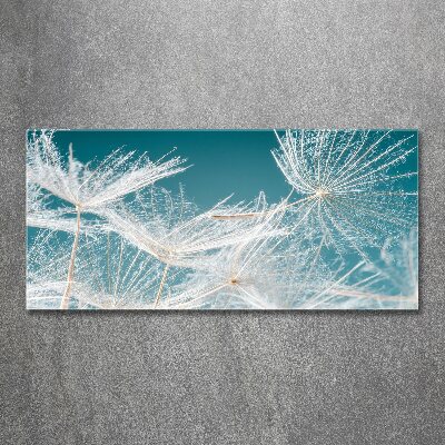 Foto in plexiglas Paardenbloemzaden