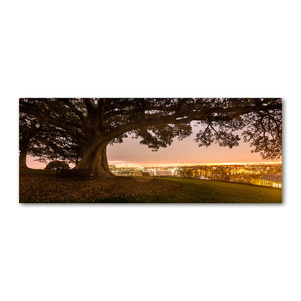 Plexiglas schilderij Oude boom