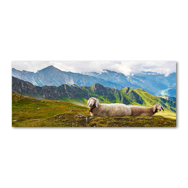 Foto in plexiglas Schapen in de Alpen