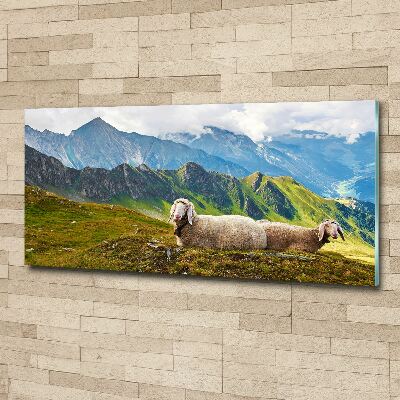 Foto in plexiglas Schapen in de Alpen