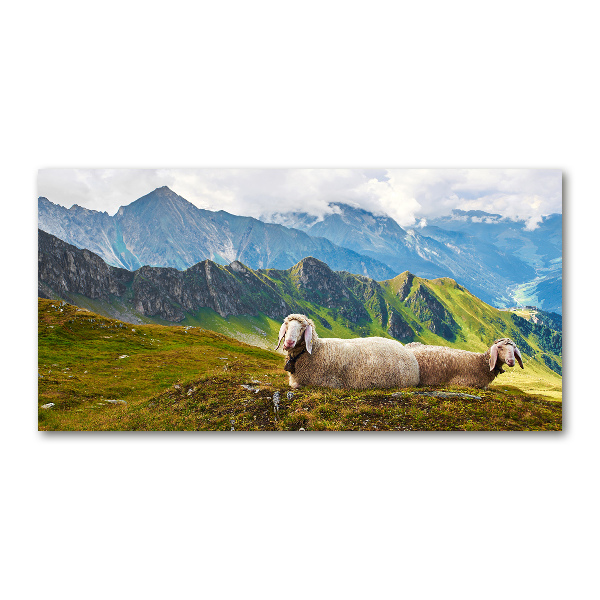 Foto in plexiglas Schapen in de Alpen