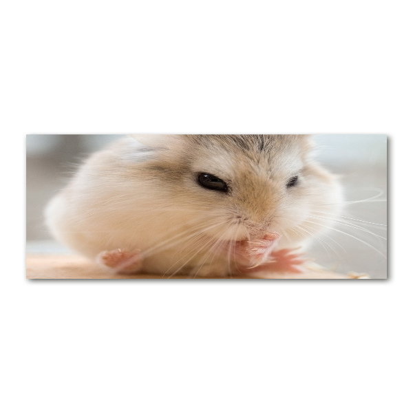 Foto op plexiglas Hamster