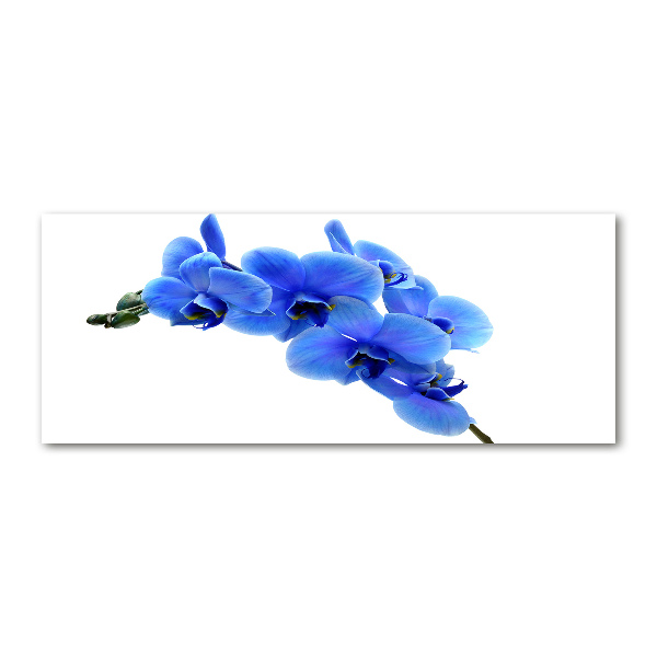 Foto plexiglas Blauwe orchidee