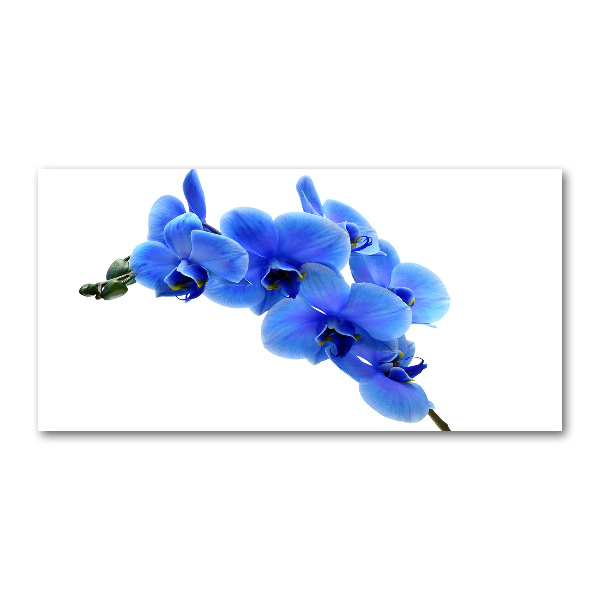 Foto plexiglas Blauwe orchidee