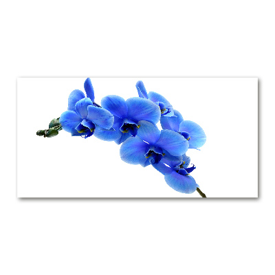 Foto plexiglas Blauwe orchidee