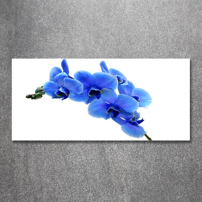 Foto plexiglas Blauwe orchidee