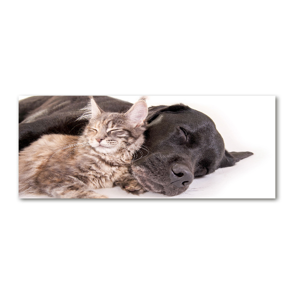 Plexiglas foto Hond met kat