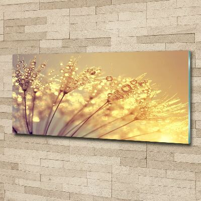 Schilderij op acrylglas Paardenbloemzaden