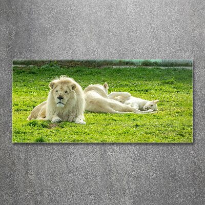 Plexiglas foto Beige leeuwen