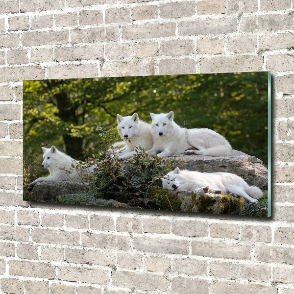 Foto plexiglas Witte wolven rocken