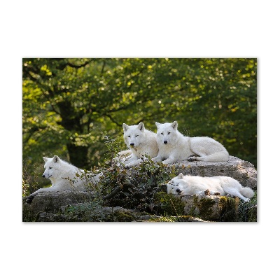 Foto plexiglas Witte wolven rocken