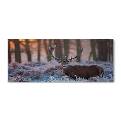 Foto in plexiglas Hert bij zonsopgang
