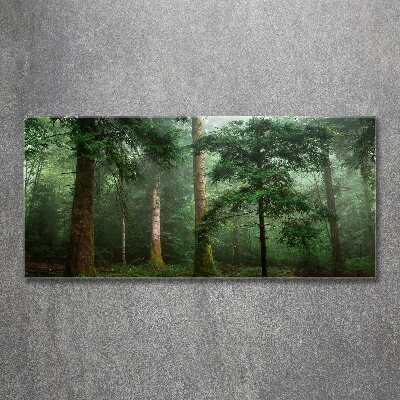 Foto op plexiglas Mist in het bos