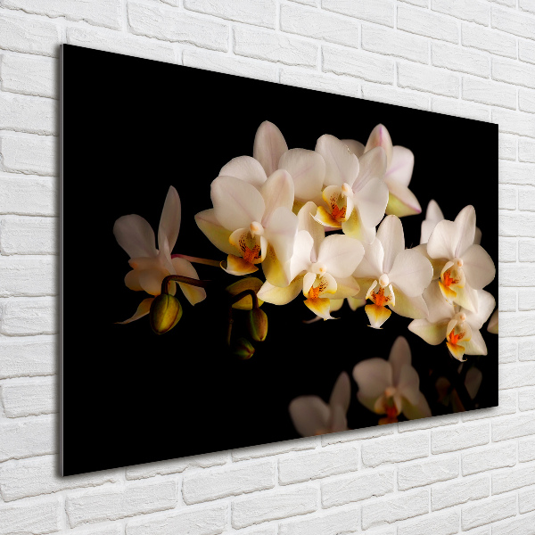 Foto plexiglas Orchidee