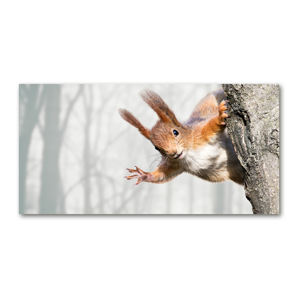 Foto op plexiglas Eekhoorn