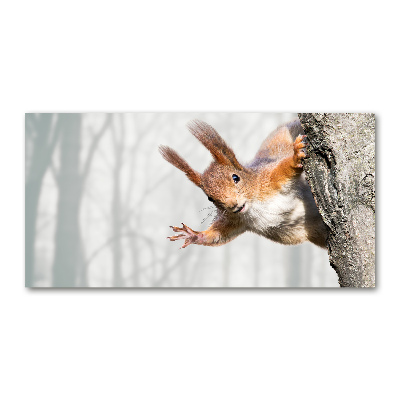 Foto op plexiglas Eekhoorn