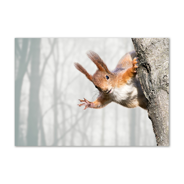 Foto op plexiglas Eekhoorn