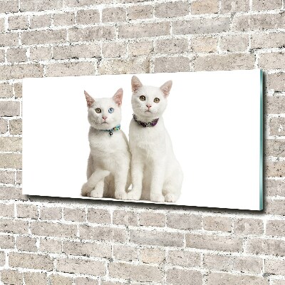 Foto plexiglas Witte katten