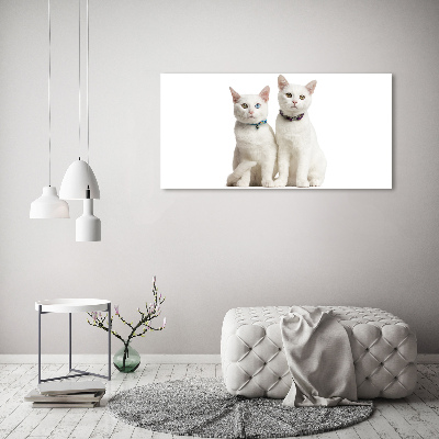 Foto plexiglas Witte katten