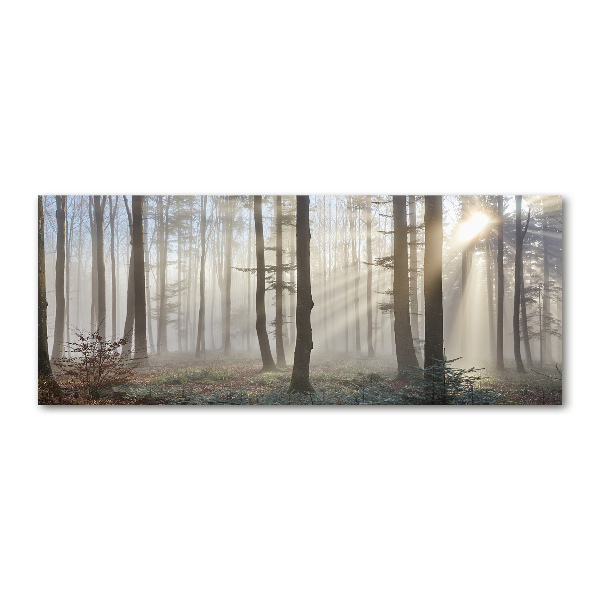 Foto in plexiglas Mist in het bos