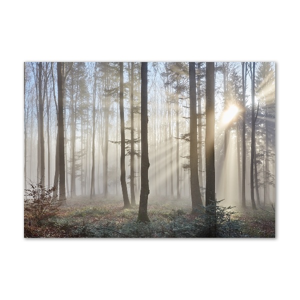 Foto in plexiglas Mist in het bos