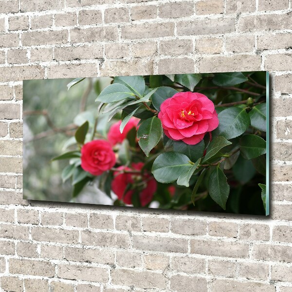 Foto plexiglas Camelia