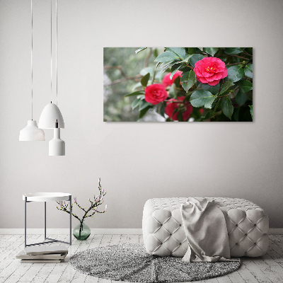 Foto plexiglas Camelia