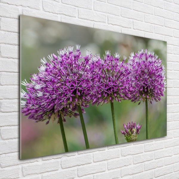 Foto in plexiglas Knoflookbloem