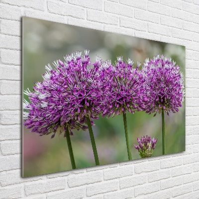 Foto in plexiglas Knoflookbloem