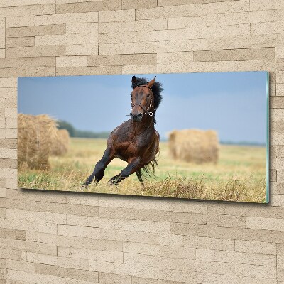 Foto plexiglas Een galopperend paard