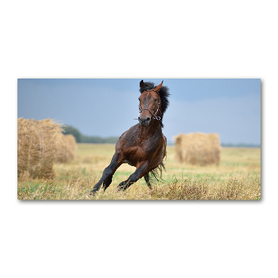 Foto plexiglas Een galopperend paard