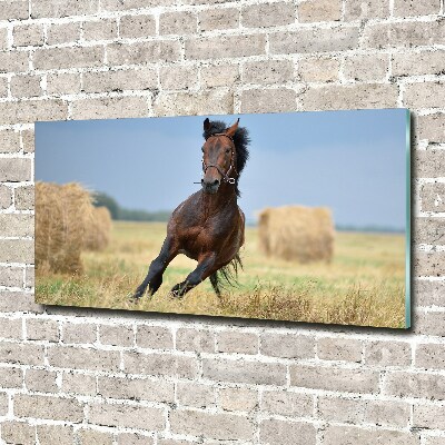 Foto plexiglas Een galopperend paard