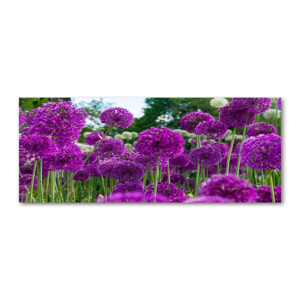 Schilderij op acrylglas Knoflookbloemen