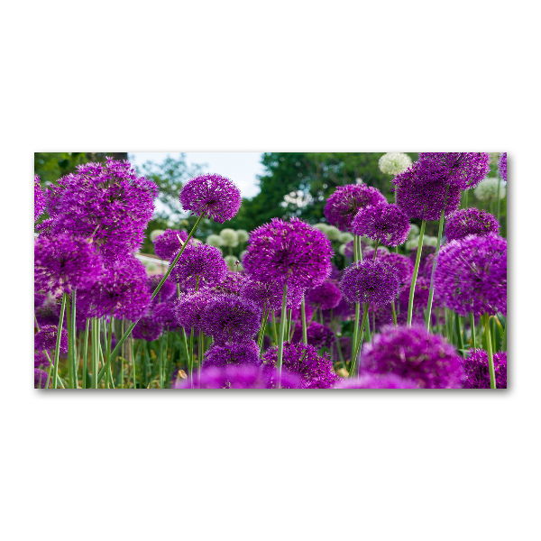 Schilderij op acrylglas Knoflookbloemen