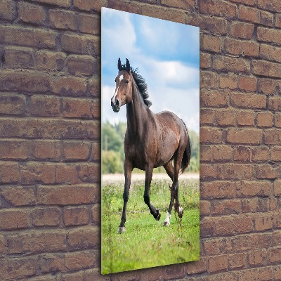 Staand foto op plexiglas Een paard in een veld